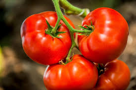 Tomatoes