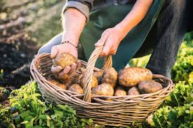 Potatoes