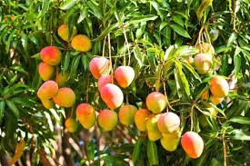 Mangoes